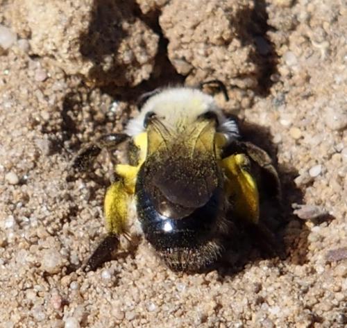 Réf. 180 666 : Andrena vaga
